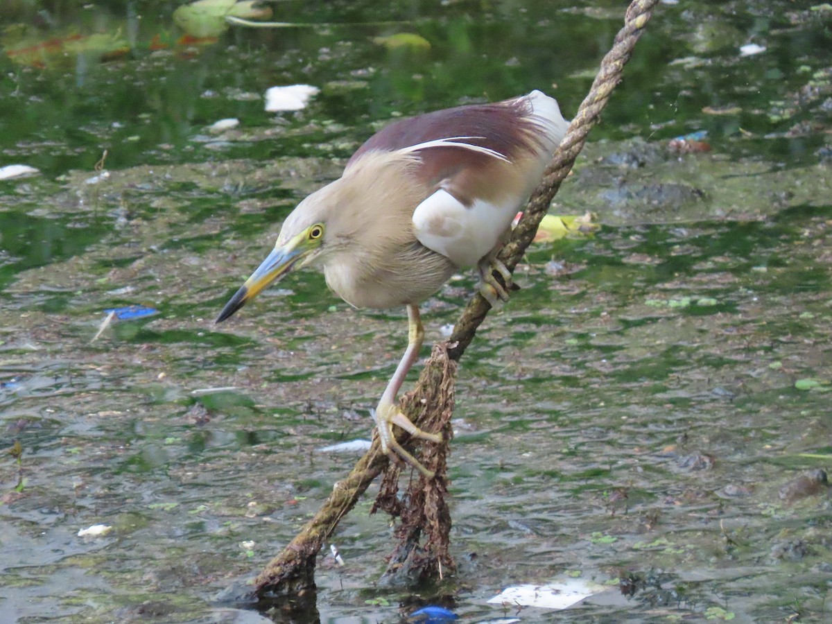 Indian Pond-Heron - ML638104199