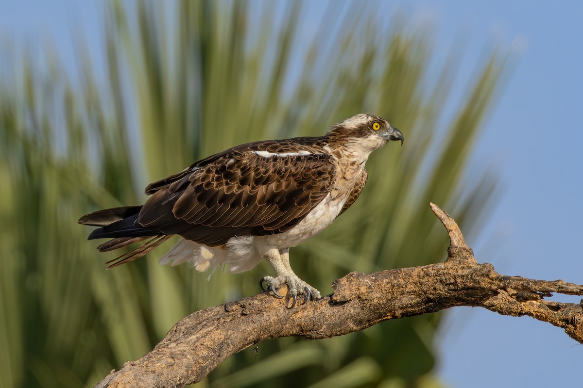 Osprey - ML638104222