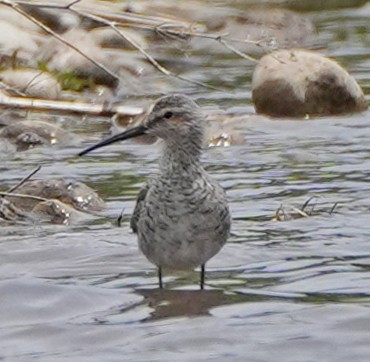 Stilt Sandpiper - ML638104225