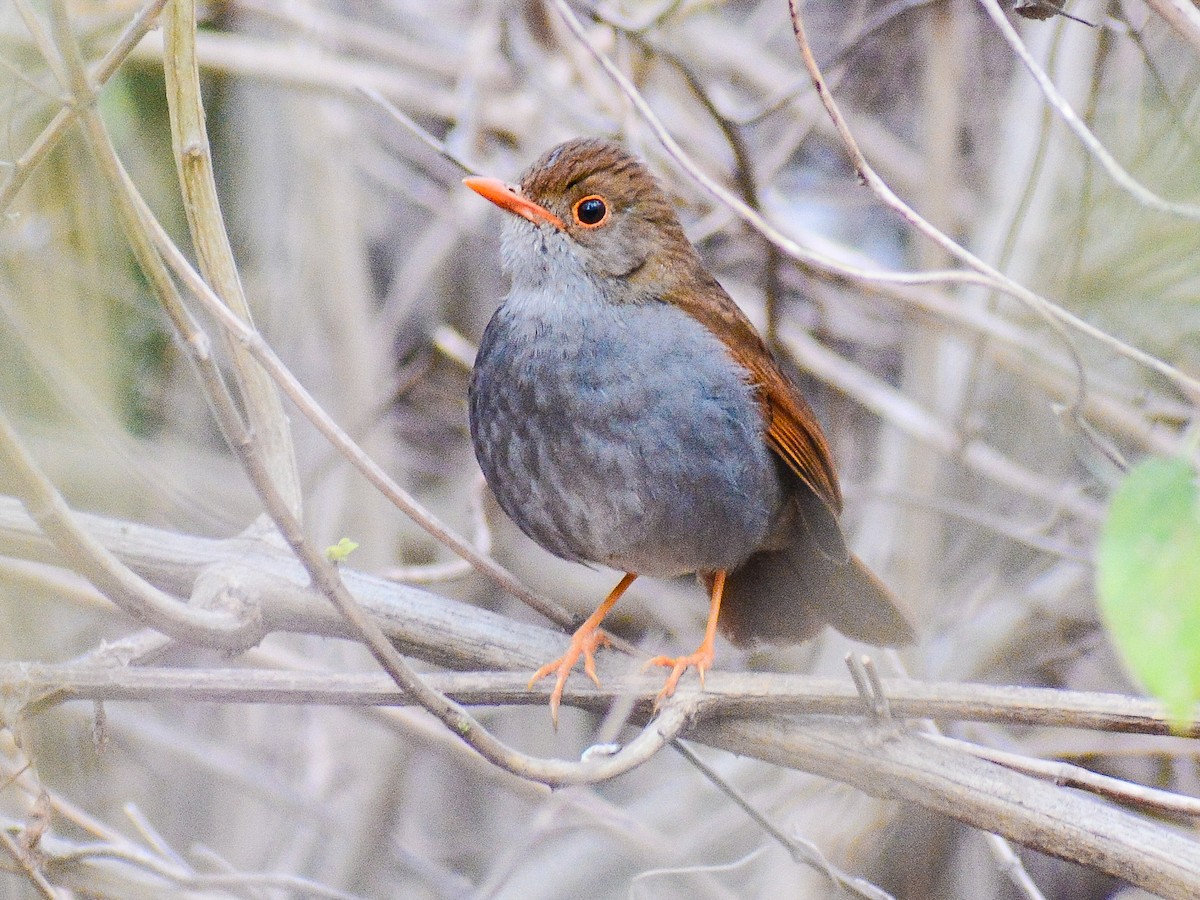 Orange-billed Nightingale-Thrush - ML638104233