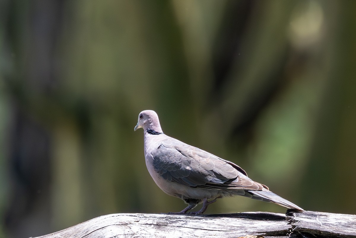 Red-eyed Dove - ML638104237