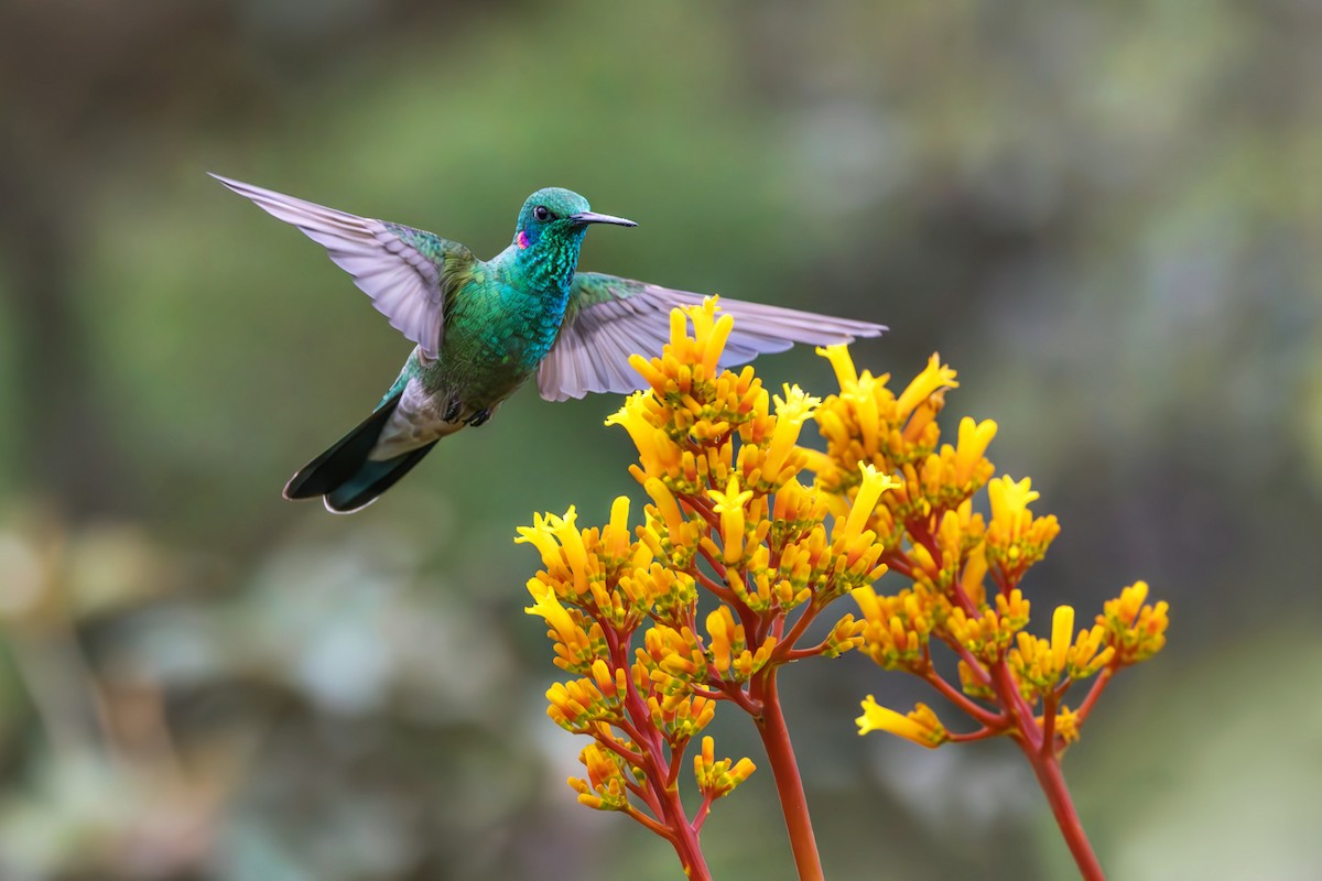 White-vented Violetear - ML638104244