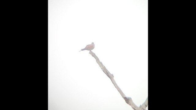 European Turtle-Dove - ML638104255