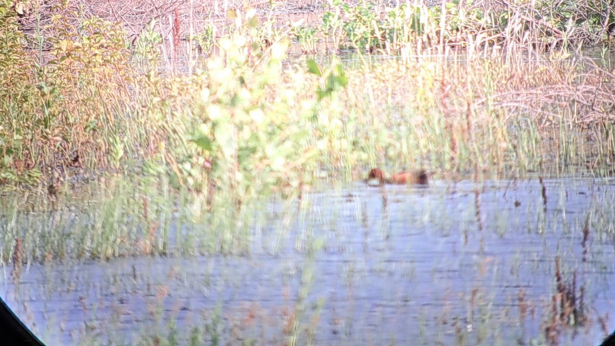 Zimtente - ML638104256