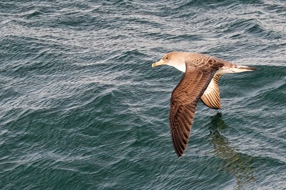 Cory's Shearwater - ML638104260
