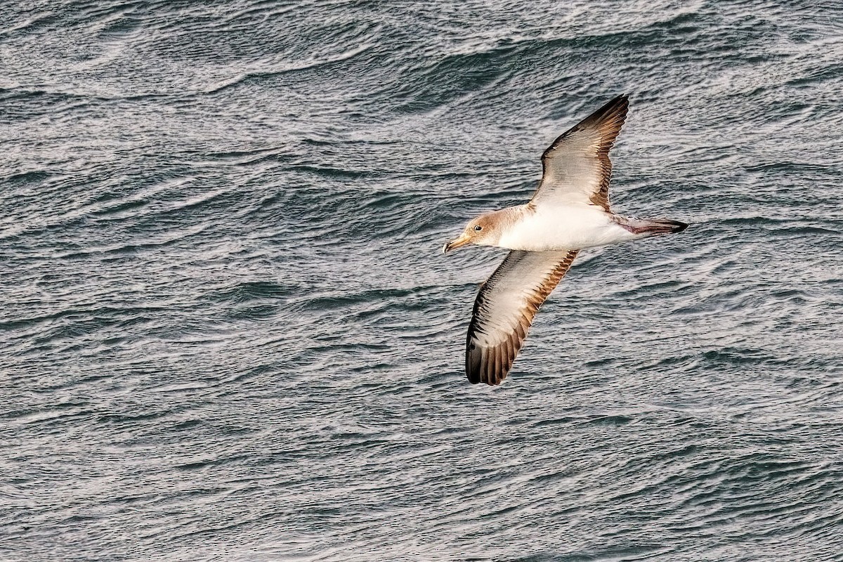 Cory's Shearwater - ML638104261