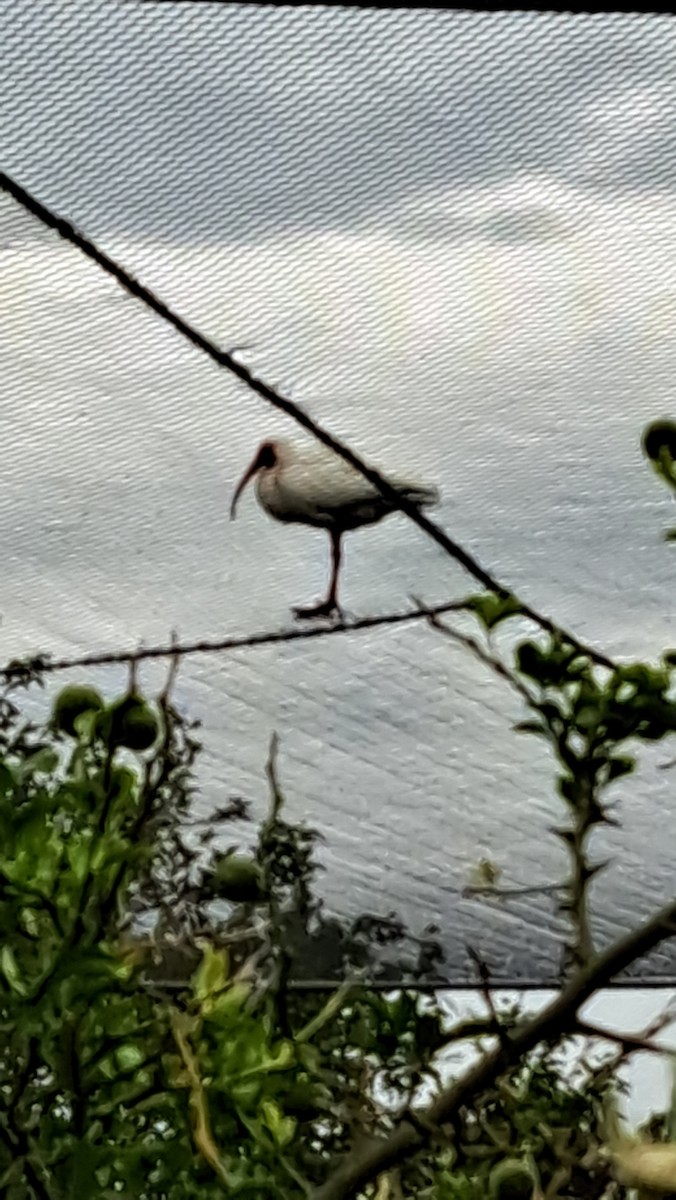 Schneesichler - ML638104282