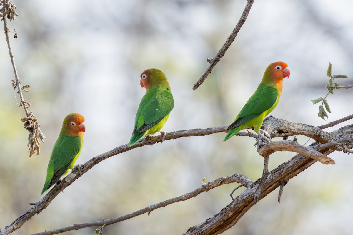 Lilian's Lovebird - ML638104307