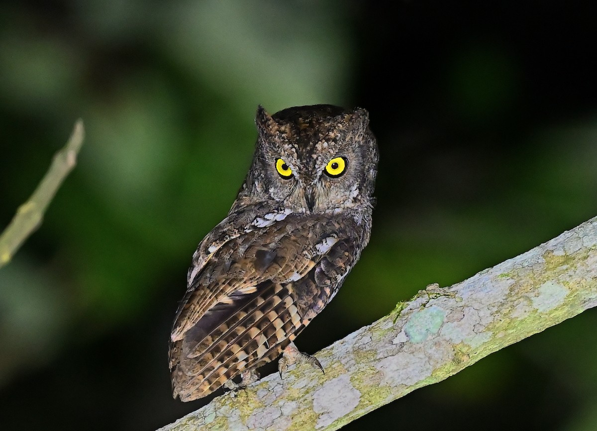 Oriental Scops-Owl (Walden's) - ML638104308