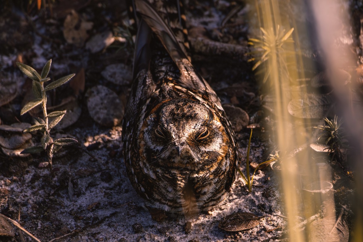 Scissor-tailed Nightjar - ML638104320