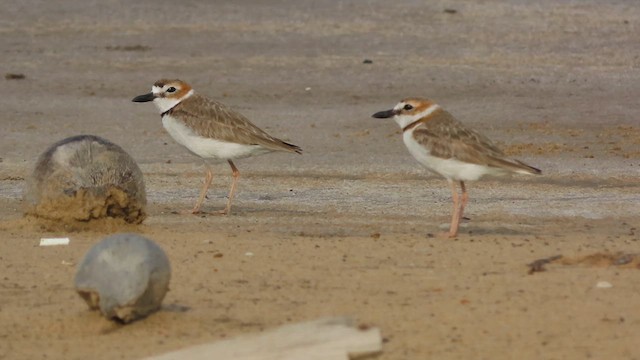 Wilson's Plover - ML638104321