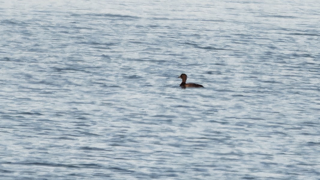 鳳頭潛鴨 - ML638104329