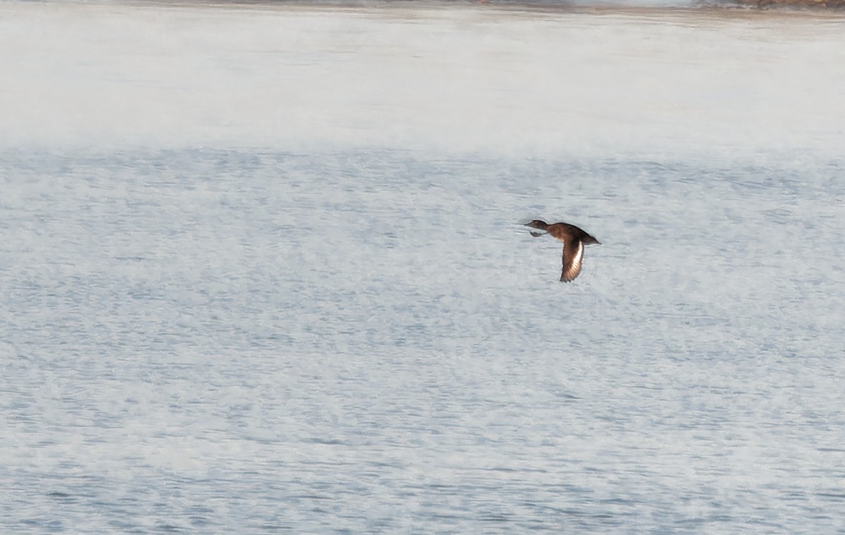 鳳頭潛鴨 - ML638104330