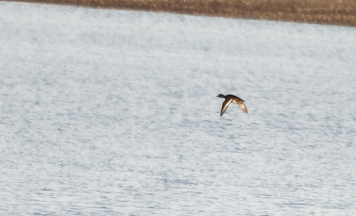 鳳頭潛鴨 - ML638104331