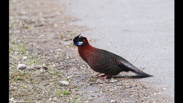 Satyr Tragopan - ML638104343