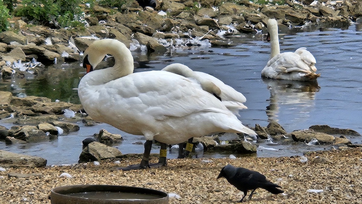 Mute Swan - ML638104359