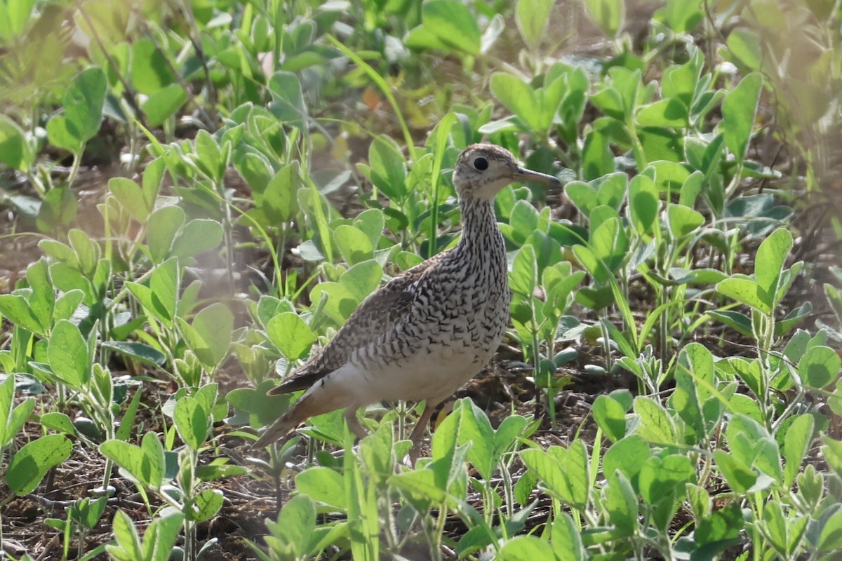 Upland Sandpiper - ML638104367
