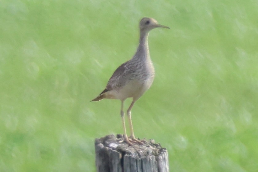 Upland Sandpiper - ML638104373