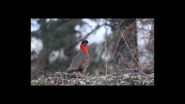 Satyr Tragopan - ML638104389