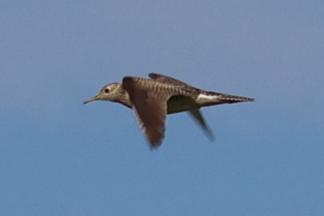 Upland Sandpiper - ML638104390