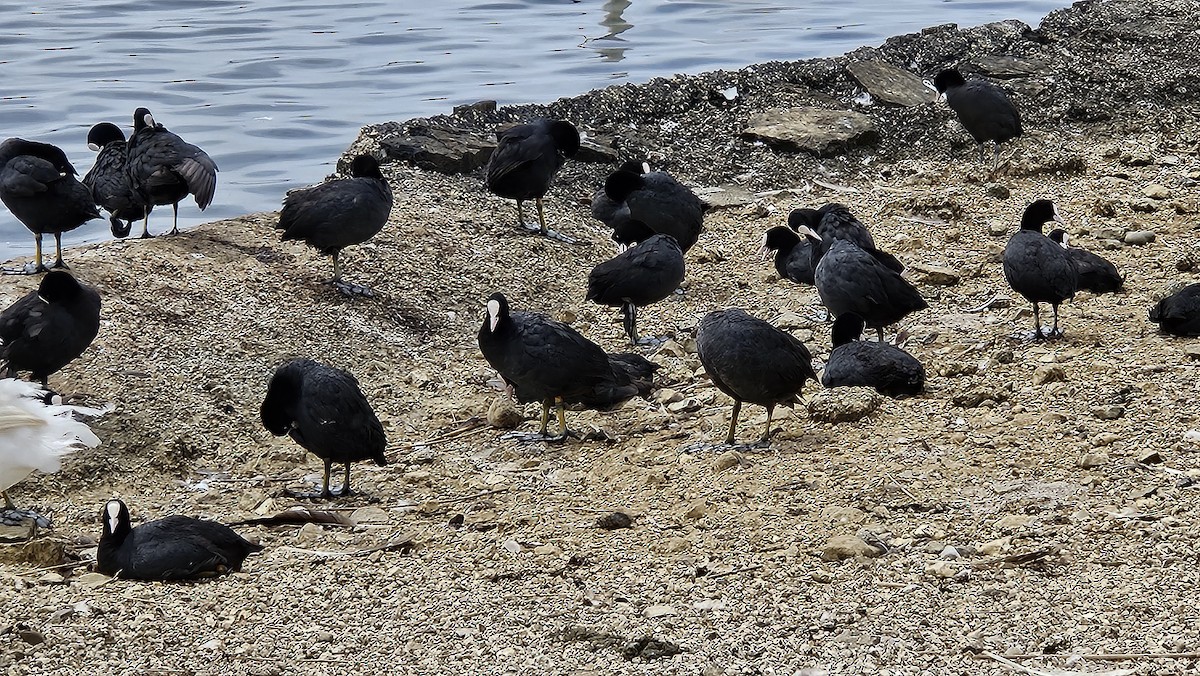 Eurasian Coot - ML638104395