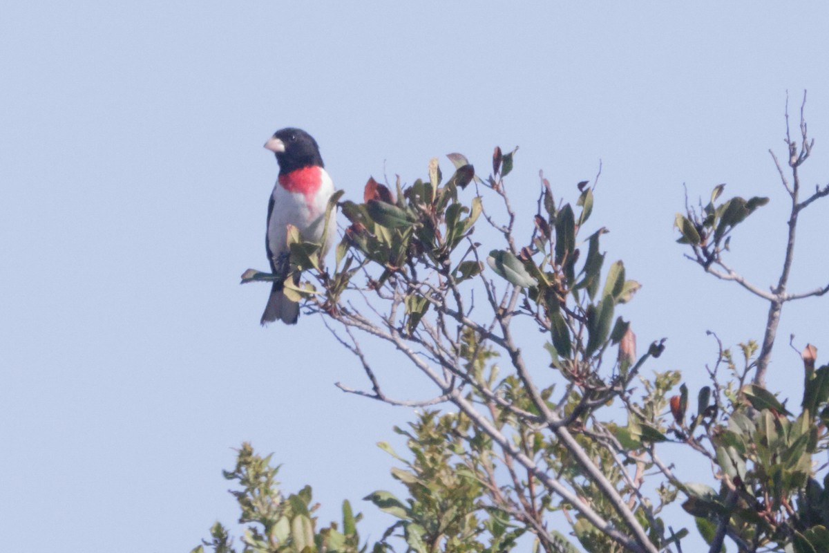 Rose-breasted Grosbeak - ML638104426