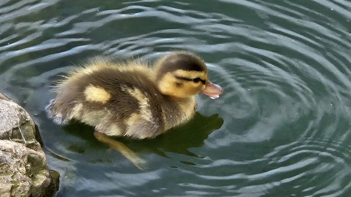 Mallard - ML638104434