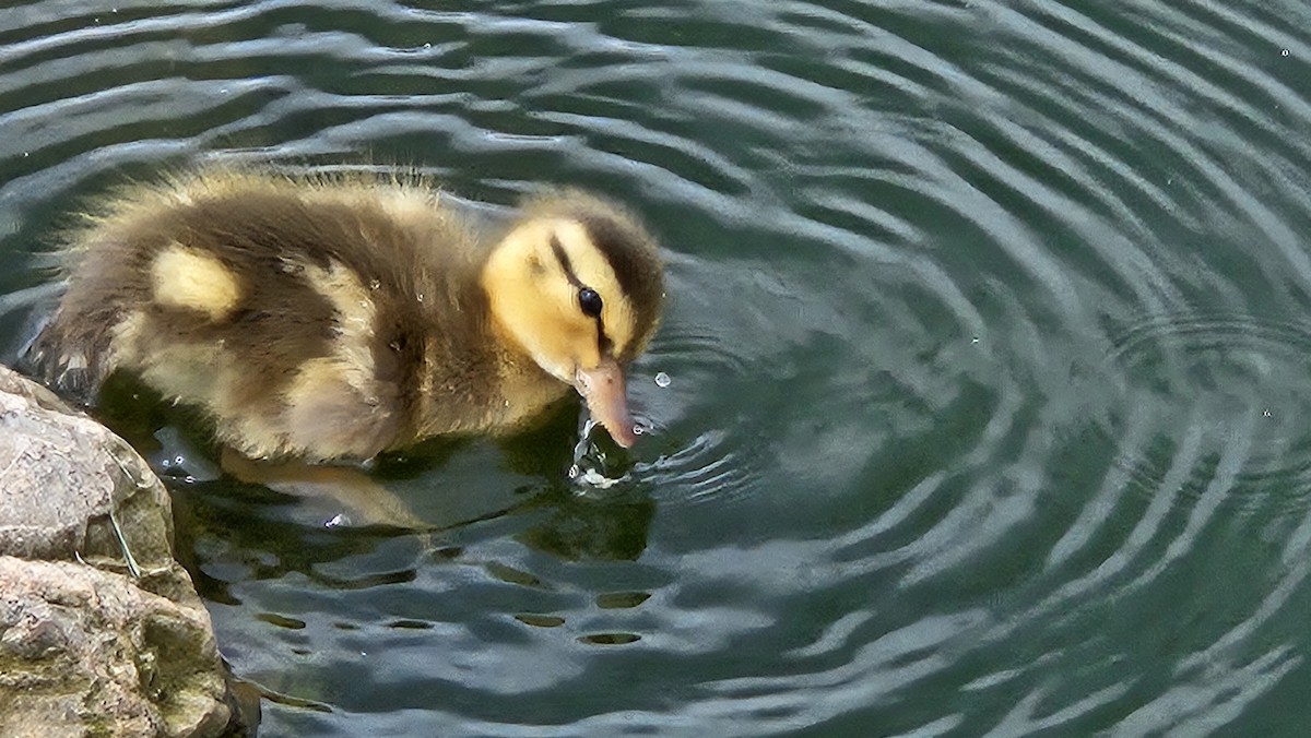 Mallard - ML638104435