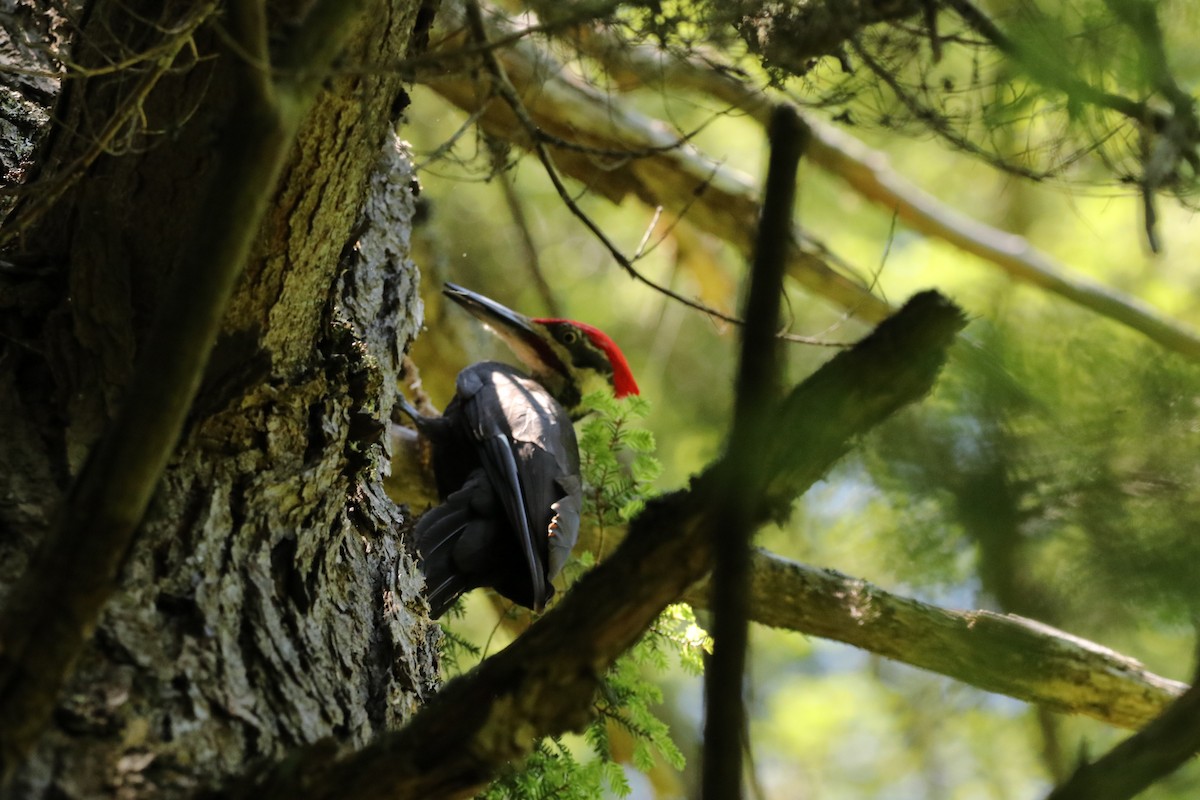 Pileated Woodpecker - ML638104440