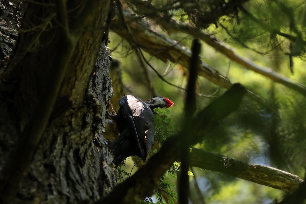 Pileated Woodpecker - ML638104441
