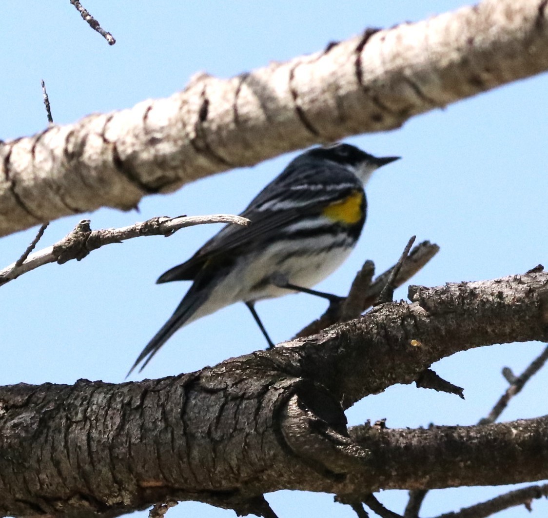 Yellow-rumped Warbler - ML638104444