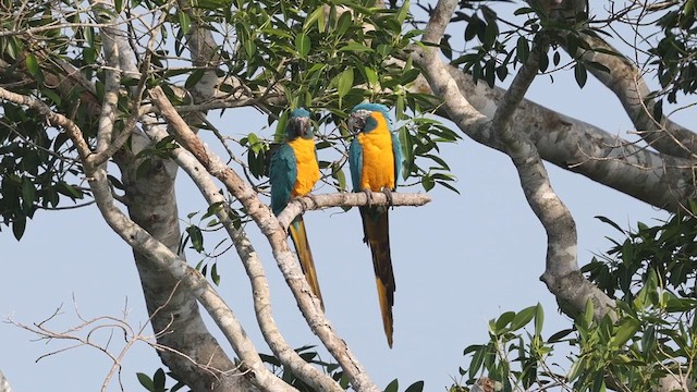 Blue-throated Macaw - ML638104459