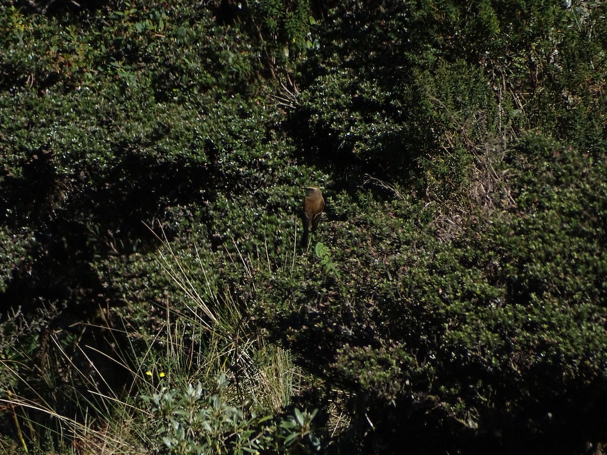Brown-backed Chat-Tyrant - ML638104479