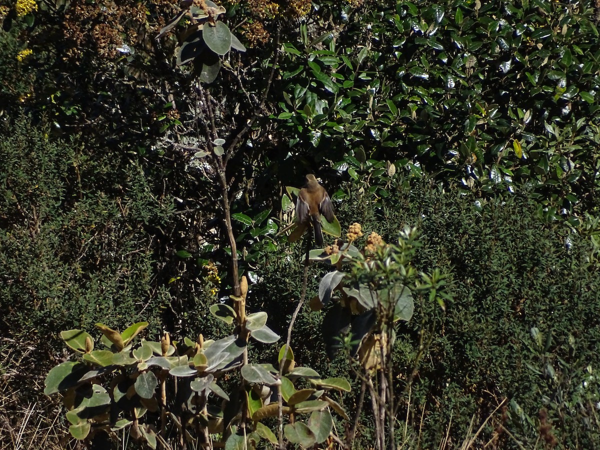 Brown-backed Chat-Tyrant - ML638104480