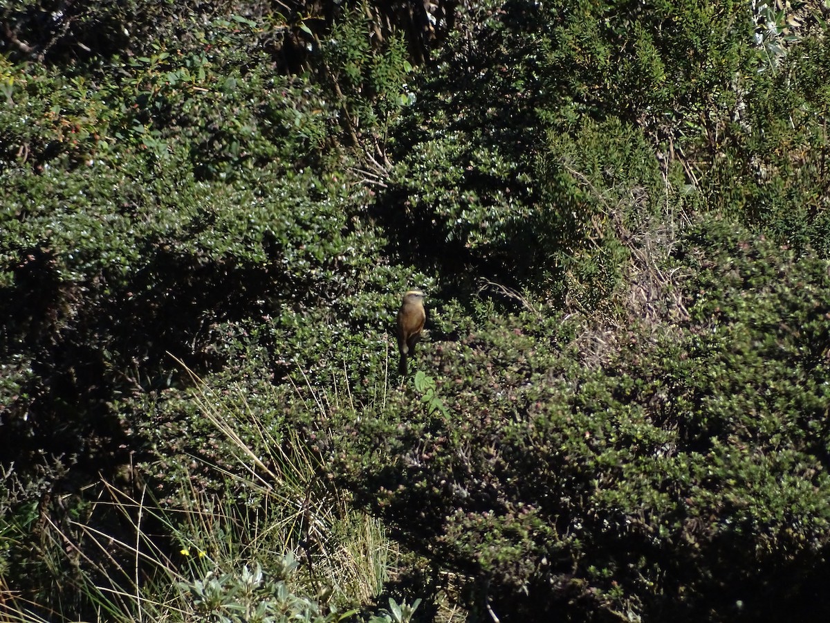 Brown-backed Chat-Tyrant - ML638104481