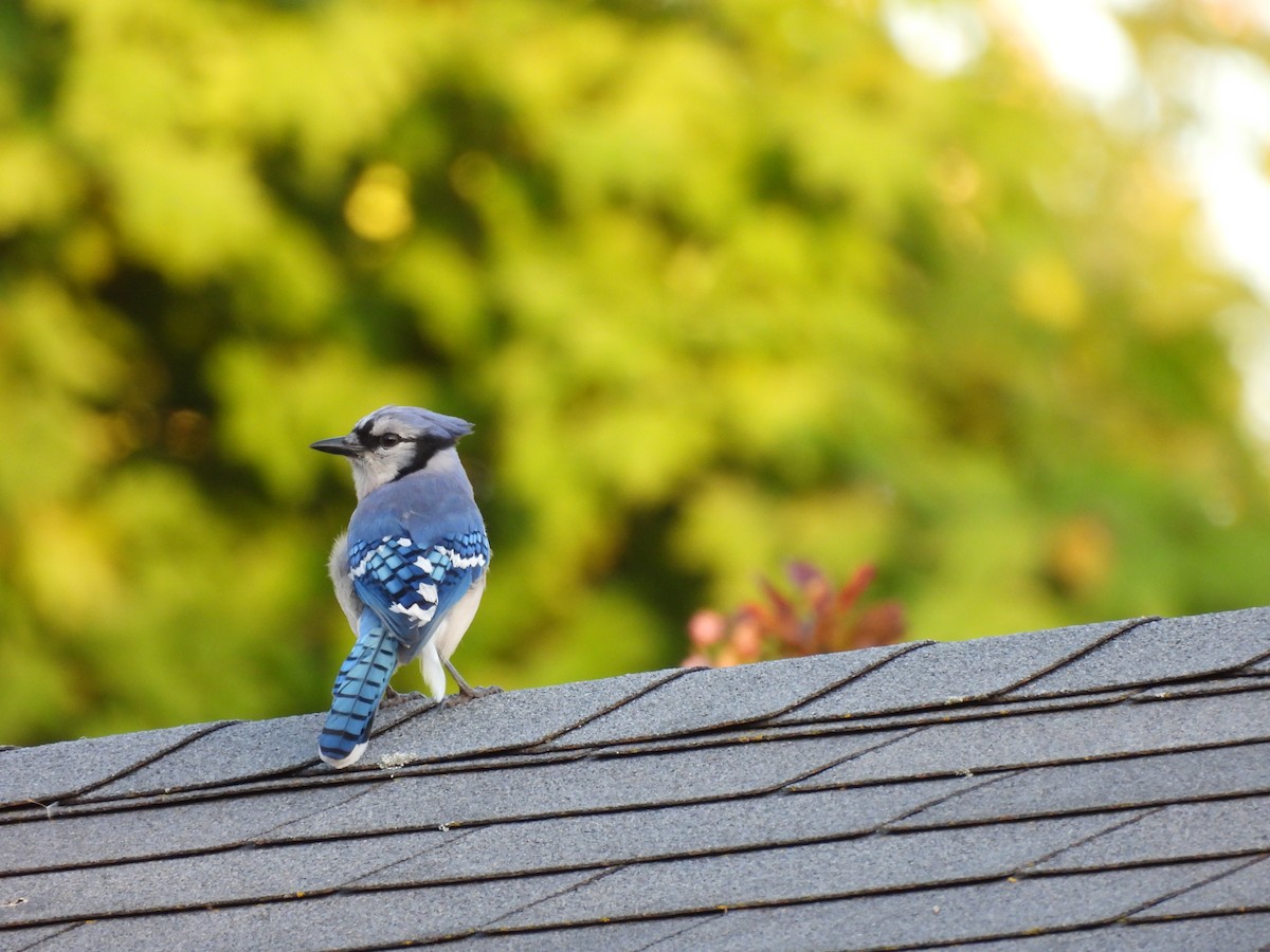 Blue Jay - ML638104503