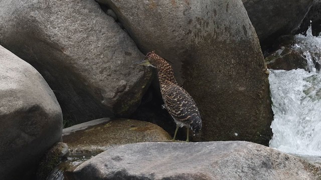 Fasciated Tiger-Heron - ML638104515
