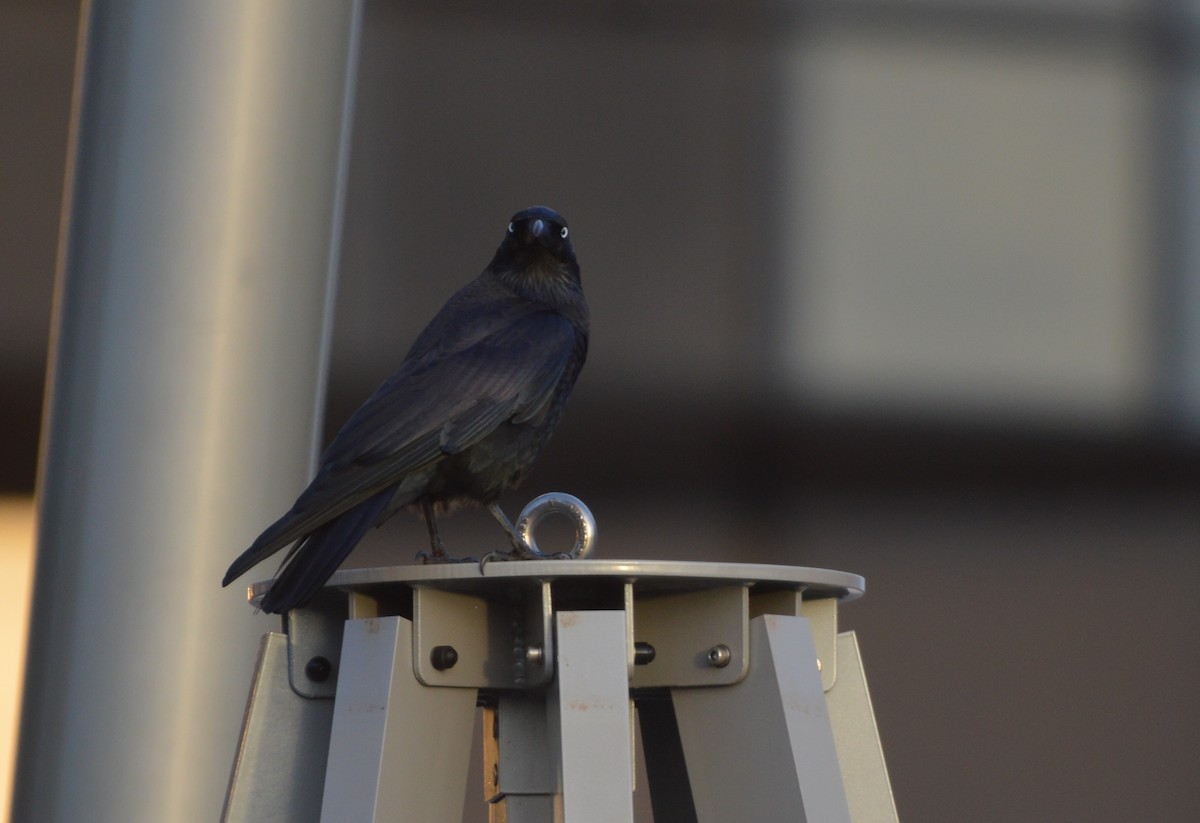 Little Raven - ML638104520