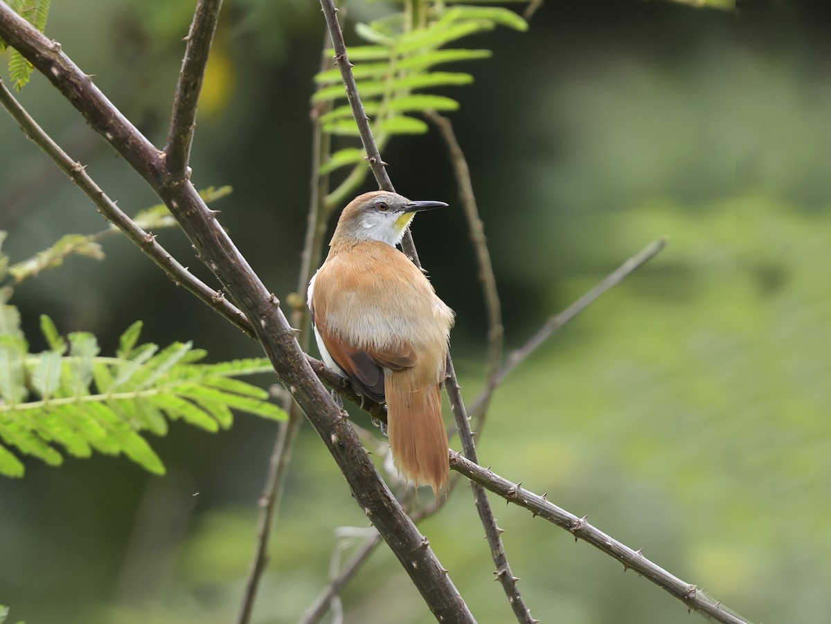 Yellow-chinned Spinetail - ML638104568