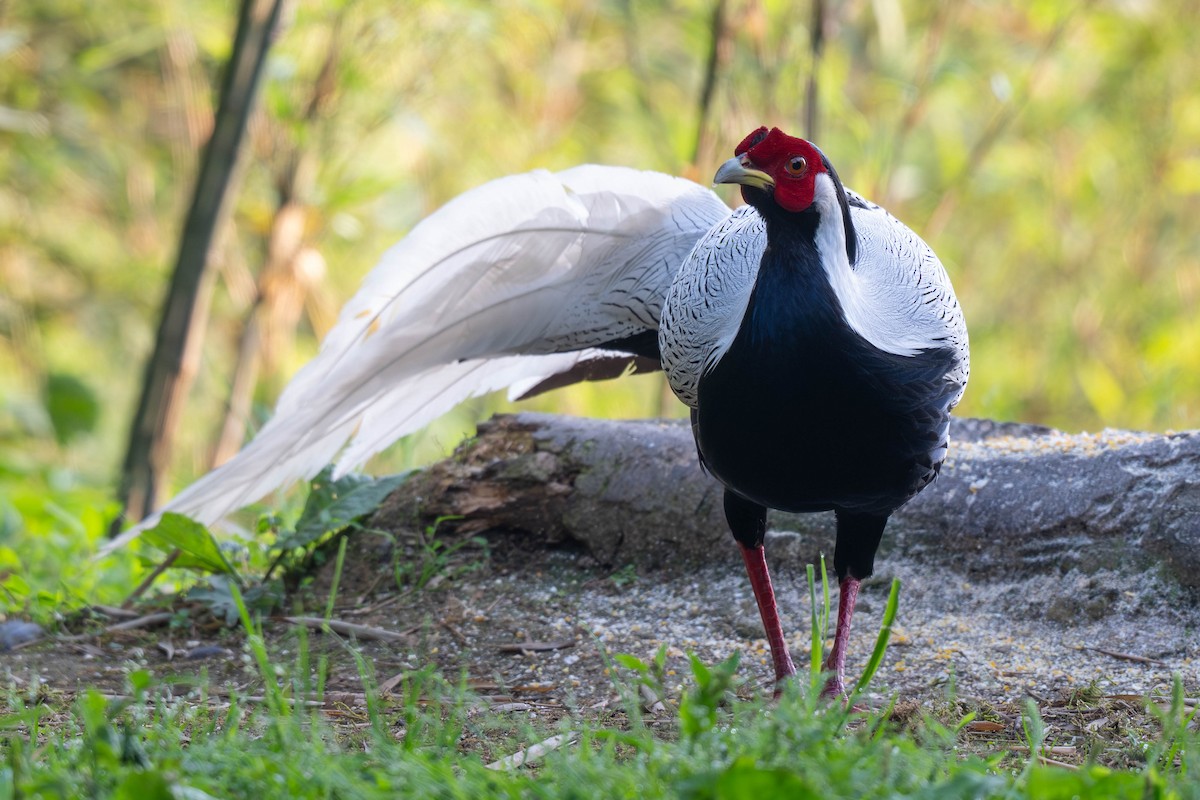 Silver Pheasant - ML638104572