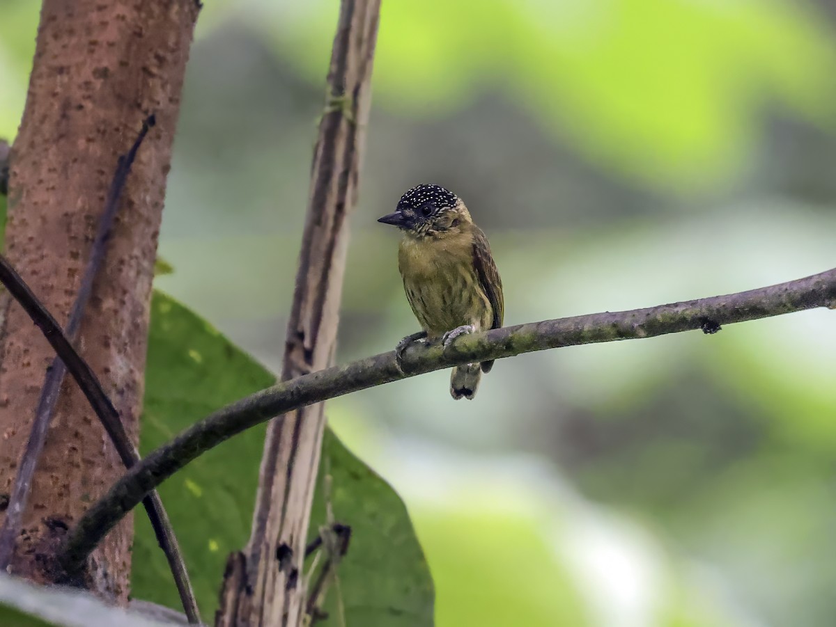 Olivaceous Piculet - ML638104576