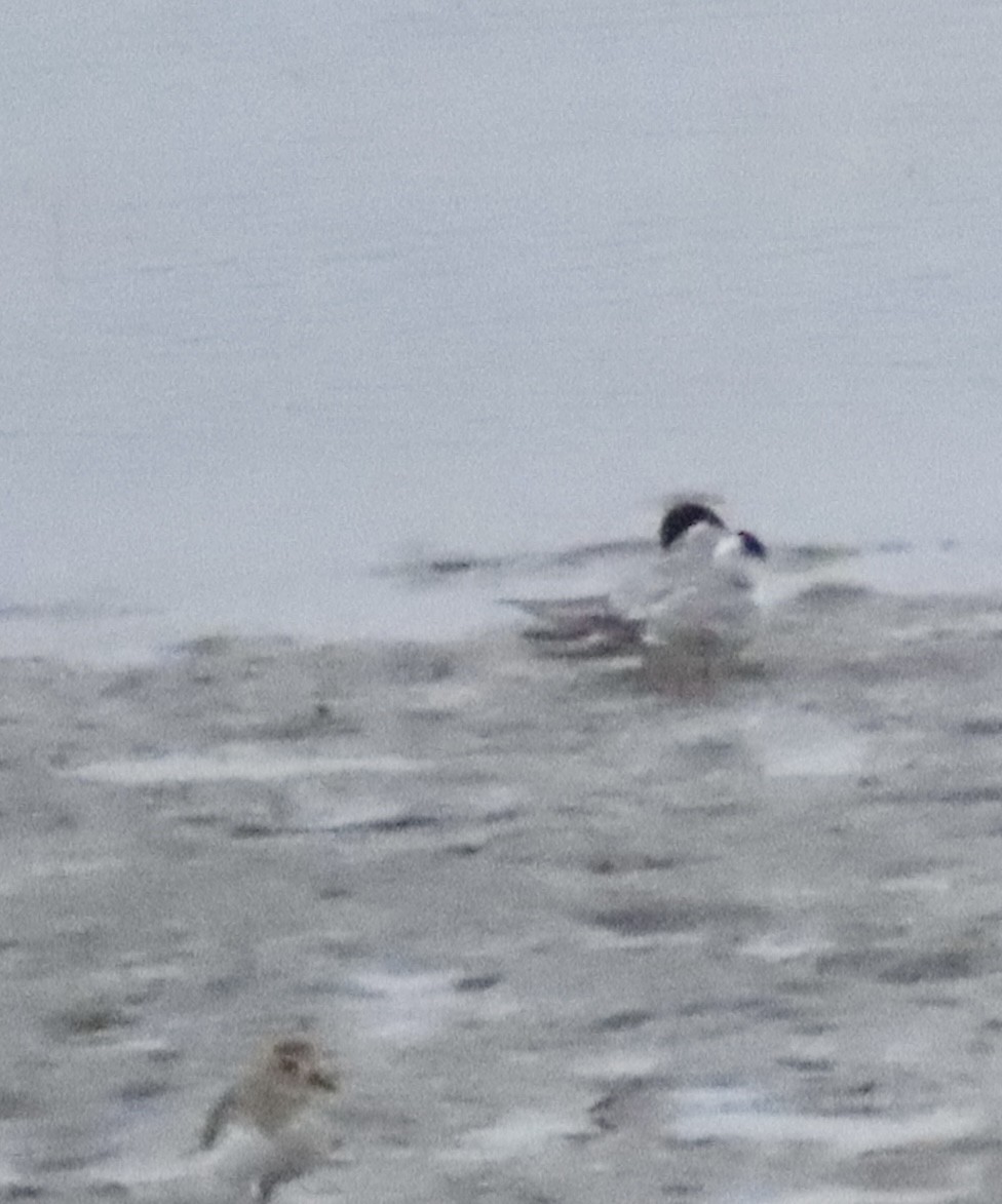 tern sp. - ML638104582