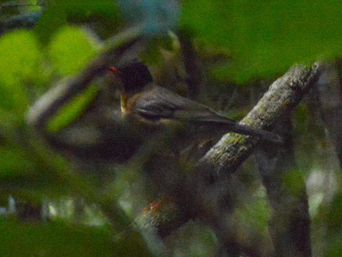 Yellow-throated Nightingale-Thrush - ML638104598
