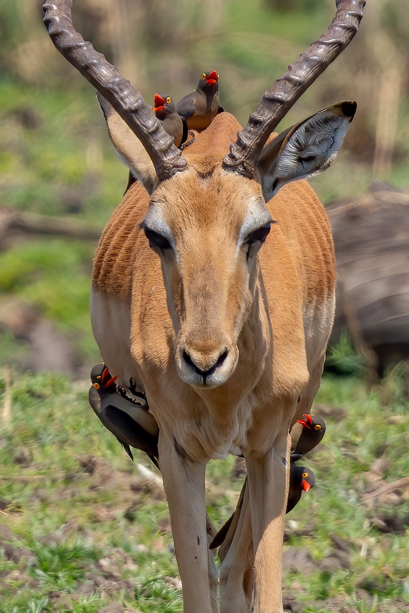 Red-billed Oxpecker - ML638104642