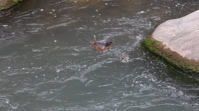 Torrent Duck - ML638104705