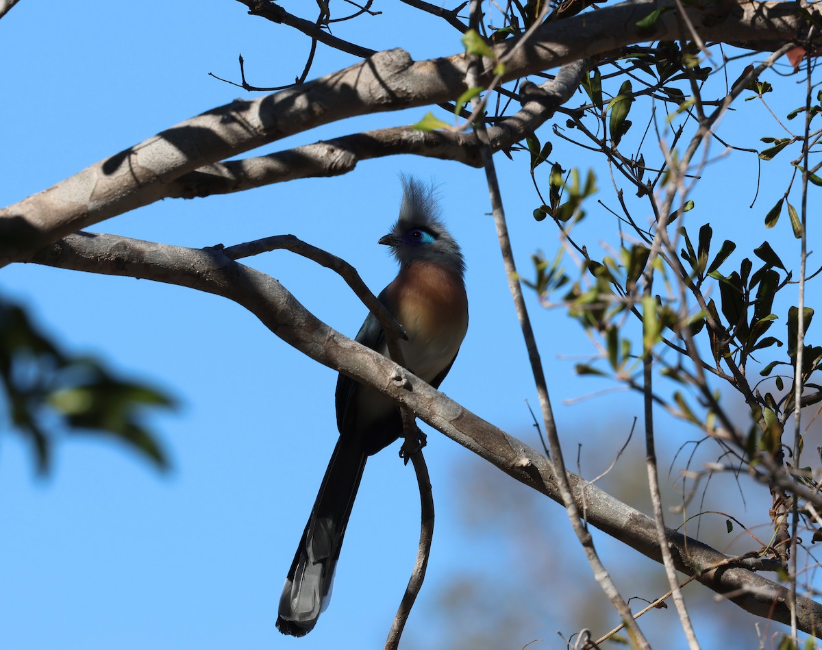 Crested Coua - ML638104706