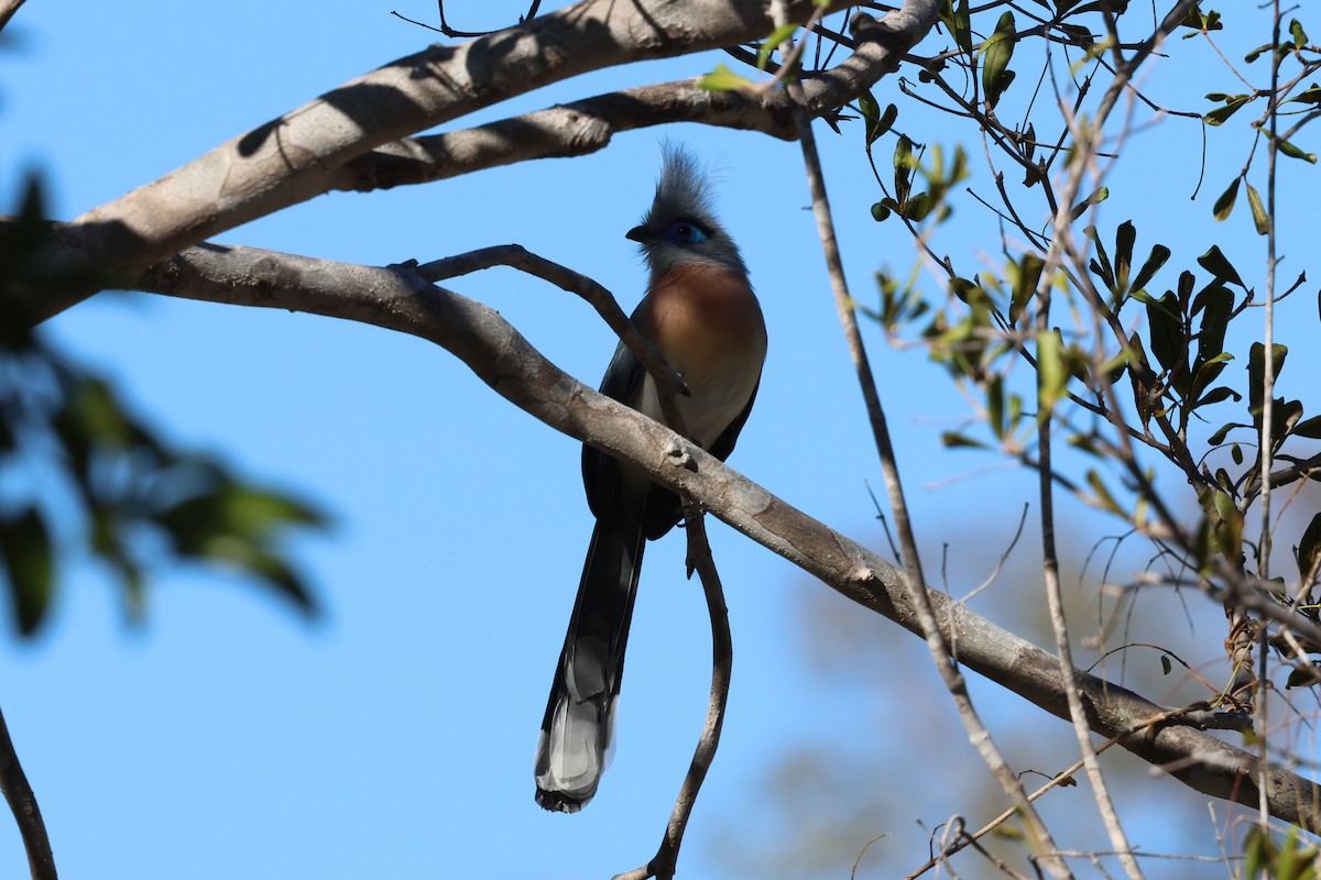 Crested Coua - ML638104716