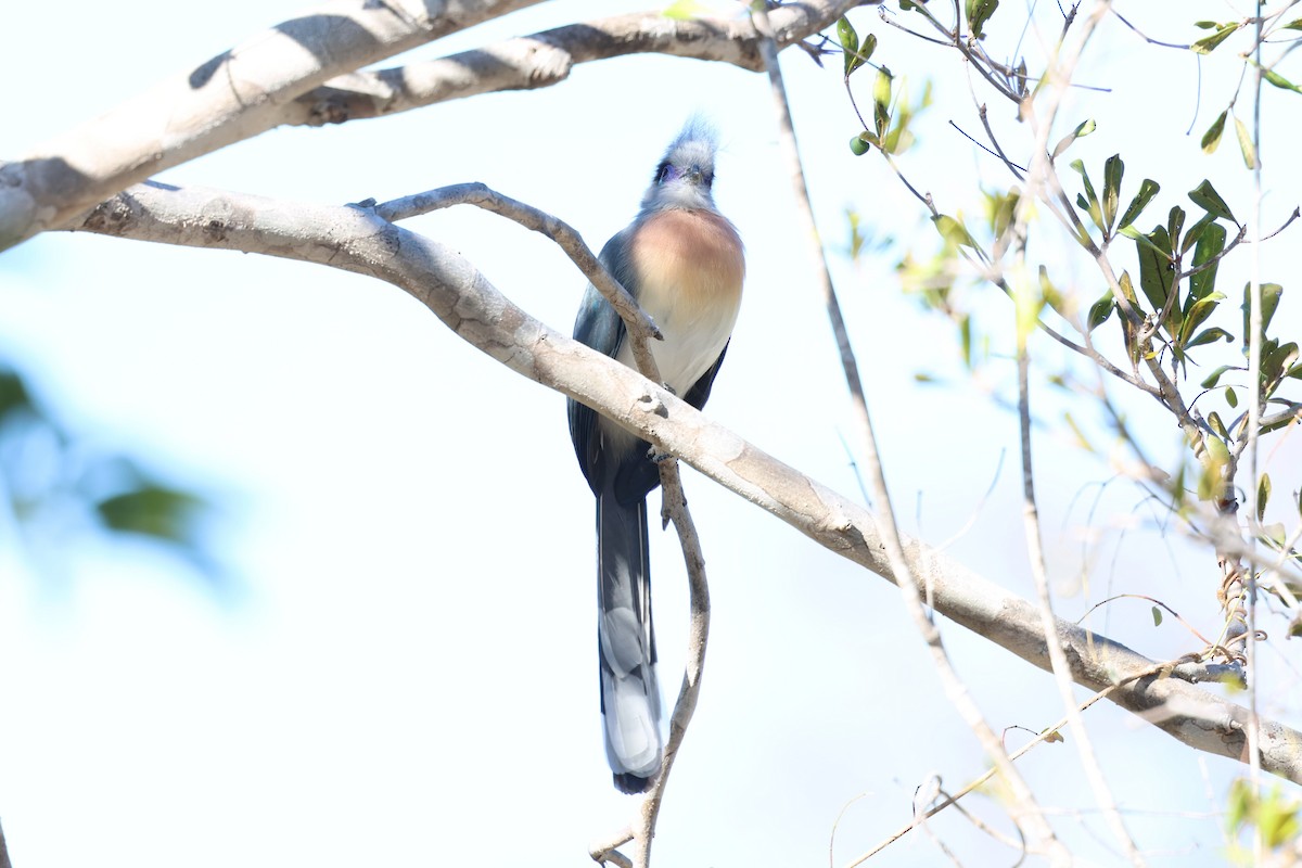 Crested Coua - ML638104734