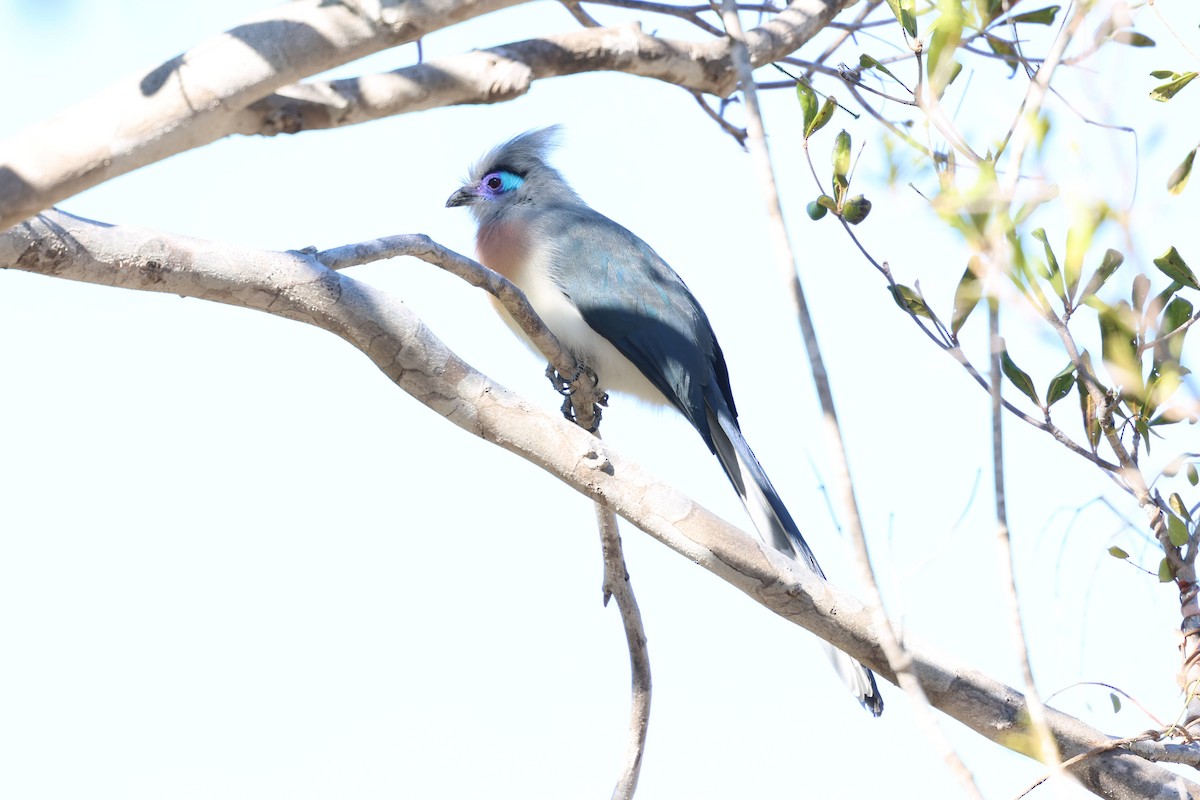 Crested Coua - ML638104739