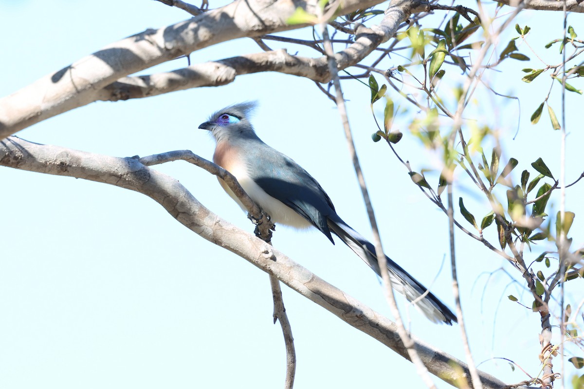 Crested Coua - ML638104742